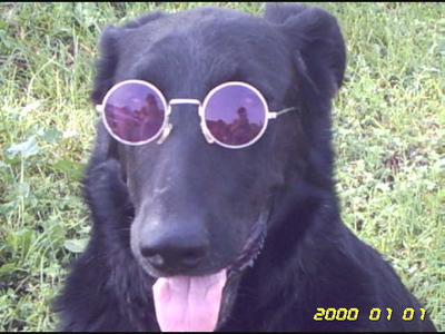 Ma chienne...